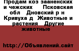 Продам коз зааненских и чежских . - Псковская обл., Дновский р-н, Кривуха д. Животные и растения » Другие животные   